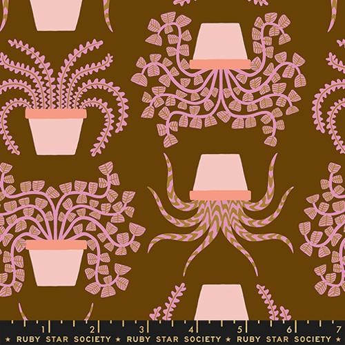 *Preorder* COCOA Planties, Calathea by Ruby Star Society
